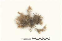 藏品(羽苔屬)的圖片